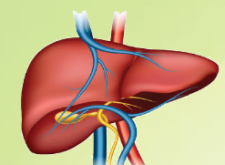 Liver illustration for RACZOLIV