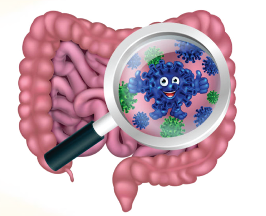ZOMFOS digestive system illustration